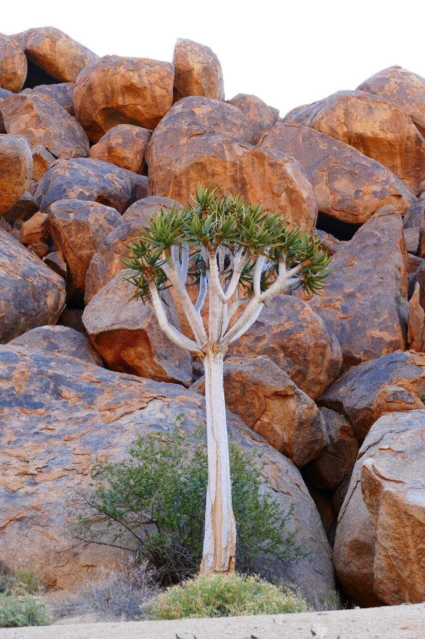 karoo tree