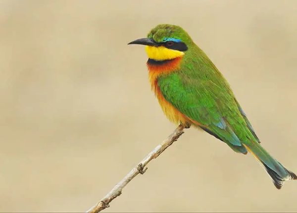 CAPRIVI FORMAL BIRDWATCHING TOUR