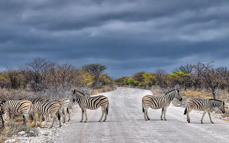 zebras on road